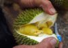 Butter Durian in George Town Penang