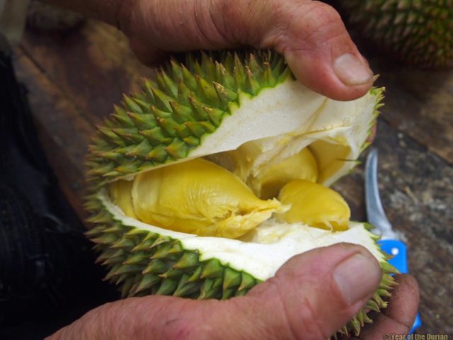 Butter Durian in George Town Penang