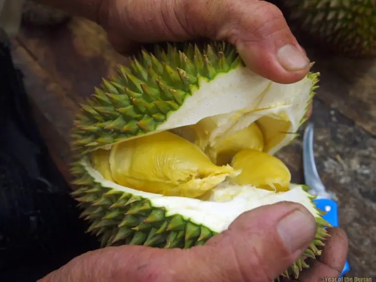 Butter Durian in George Town Penang
