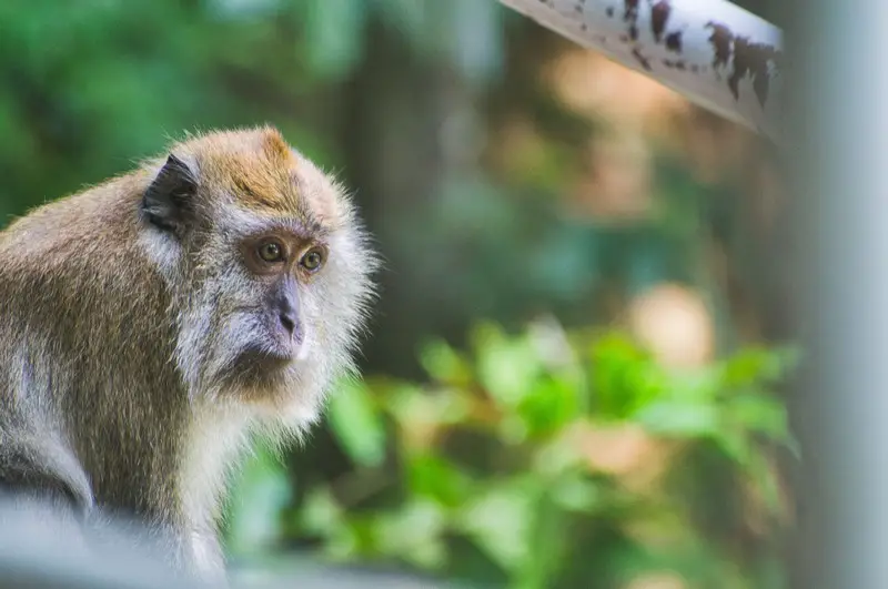 Langkawi nature tours