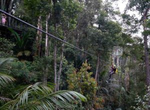 zipline_penang_hill_colugo_the_habitat