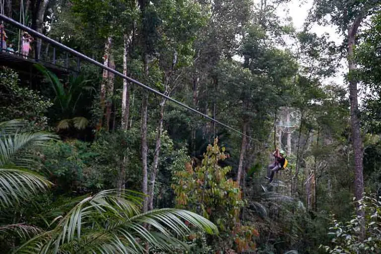 zipline_penang_hill_colugo_the_habitat