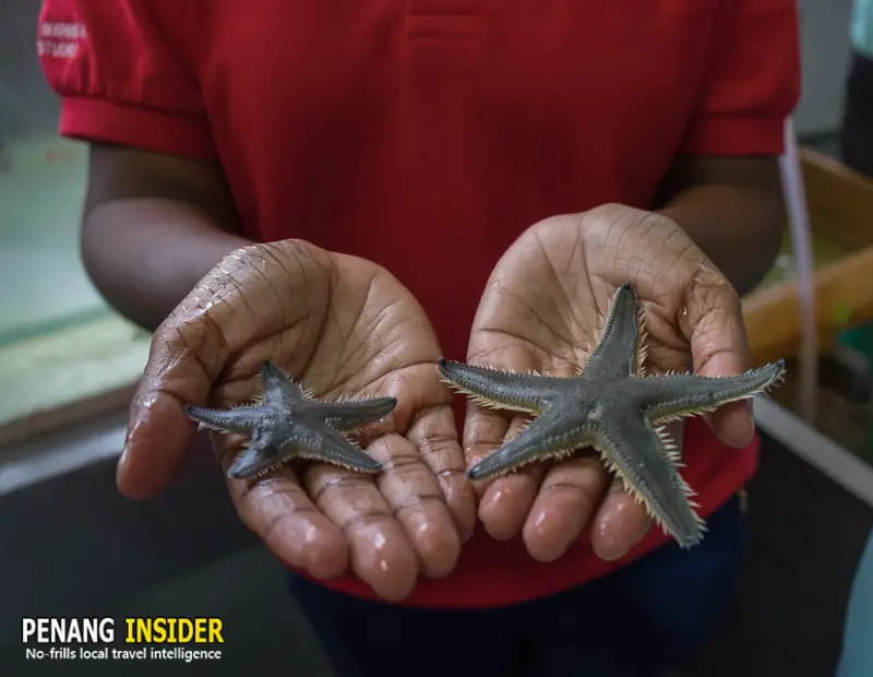 starfish at CEMACS teluk bahang