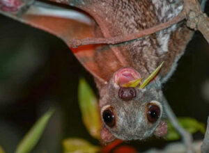 colugo_malaysian_animal_featured