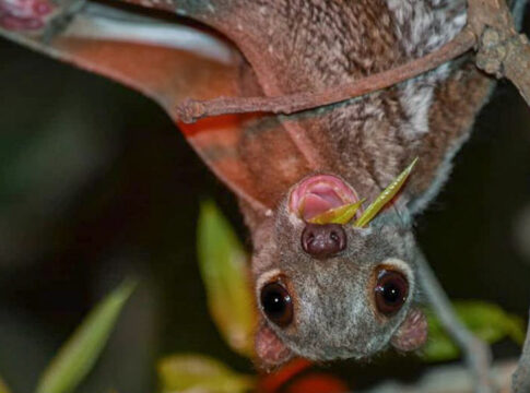 colugo_malaysian_animal_featured