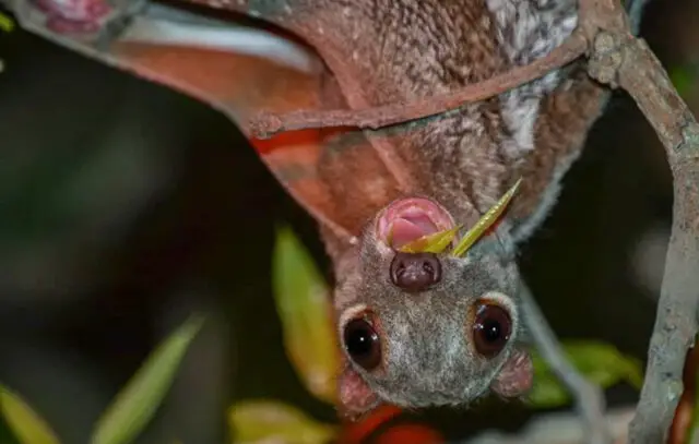 colugo_malaysian_animal_featured