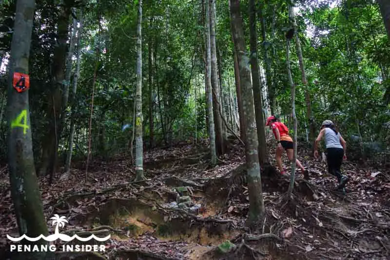 hikers inside Bukit Larut jungle in Taiping, Perak