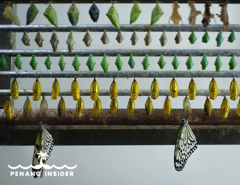 Hanging pupae and newborn butterflies at Entopia's Breeding Ground