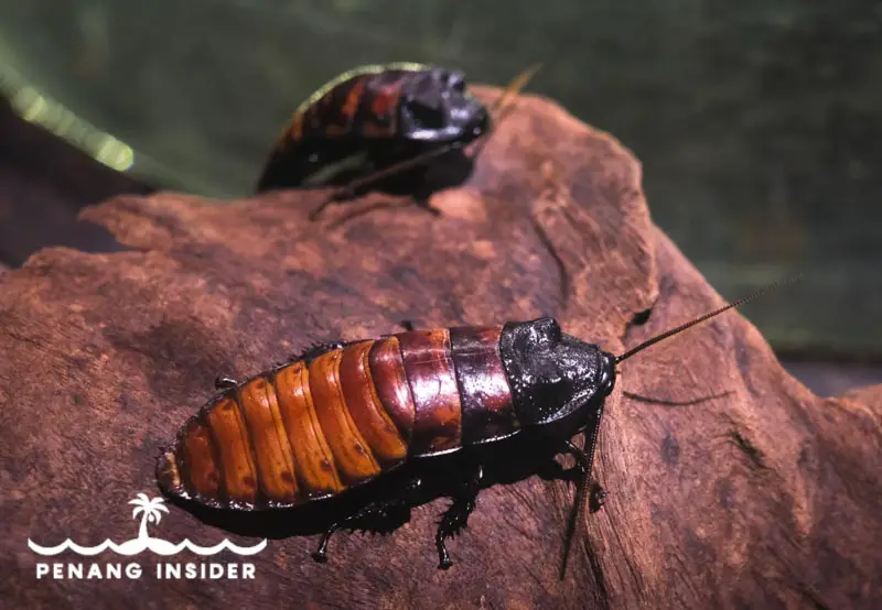 Madagascar Hissing Cockroach Entopia Penang Butterfly Farm