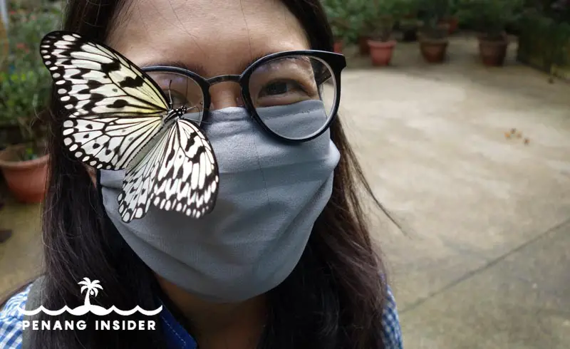 Entopia butterfly on woman glasses