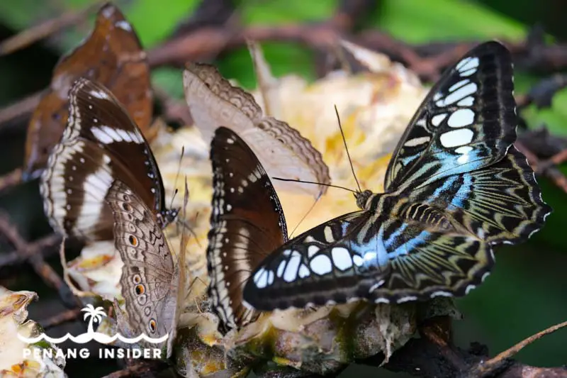 Beautiful Entopia butterflies feed on pineapple slices 