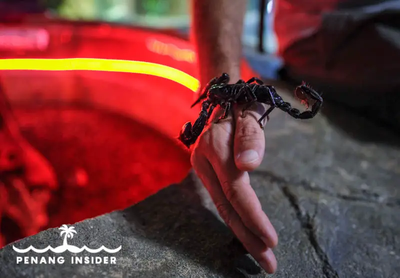 Entopia Penang butterfly farm scorpion handling