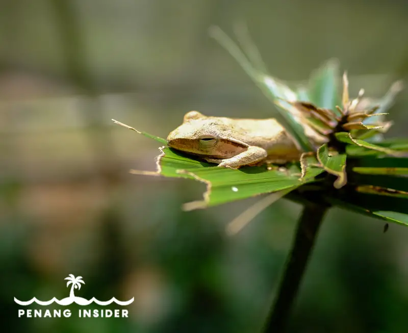 frog we found lazying in the sun on an upper leaf at Entopia's Dragon path 