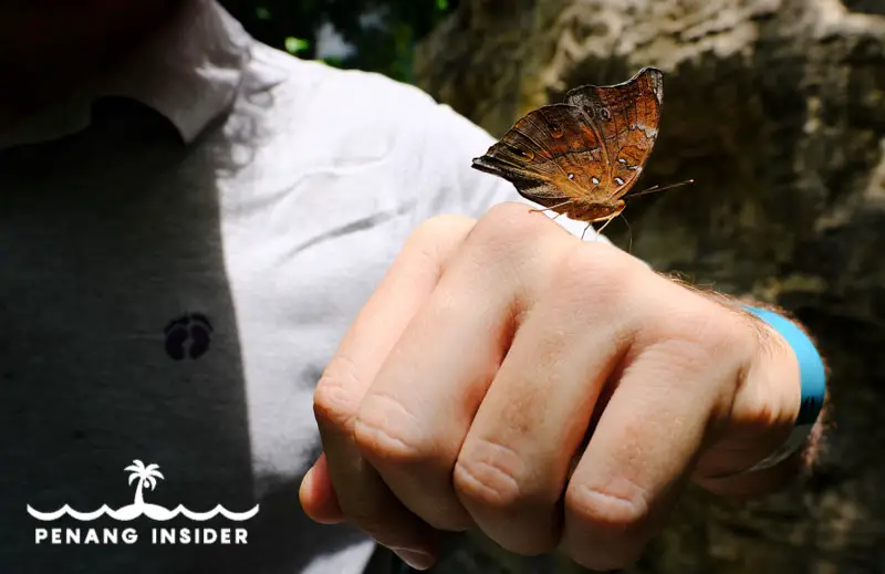 Butterfly on hand at Entopia Penang Butterfly Farm