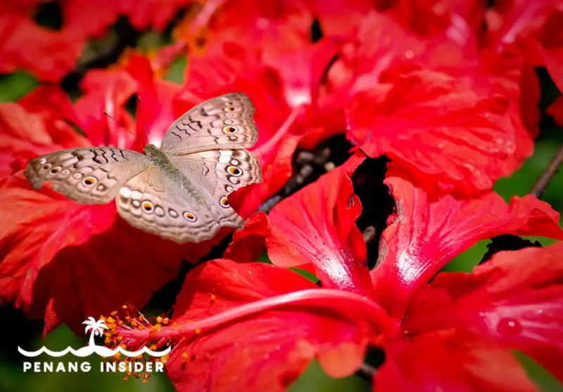 Butterfly and hibiscus flowers on the Aroma Trail 