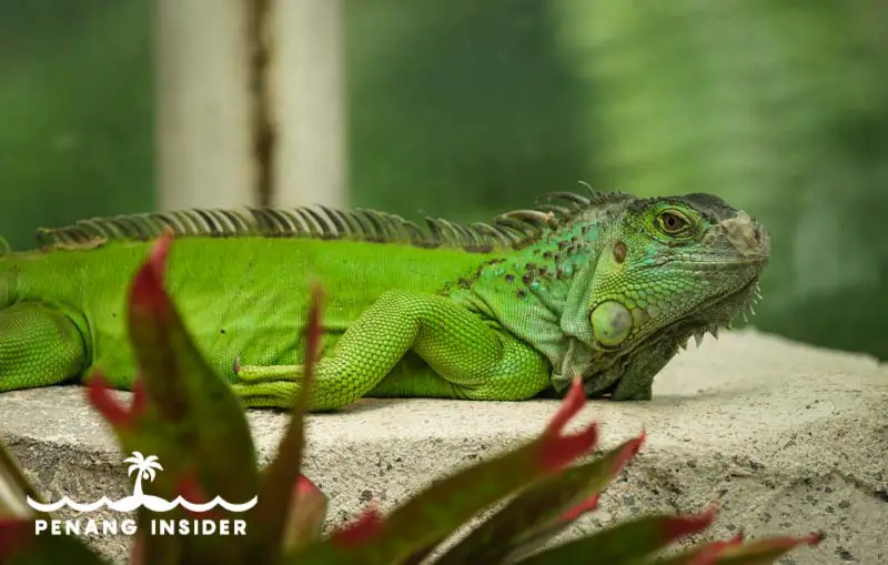 Green Iguana at Entopia's Dragon Path