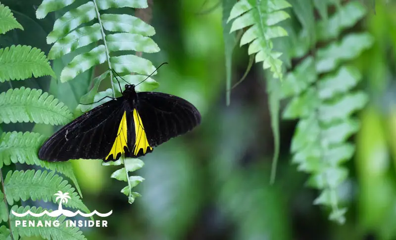 butterflies abound at Entopia