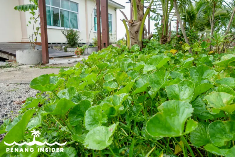 pegaga leaves at Kurau Inn farmstay