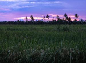 Sunset over the quiet paddies surrounding Kurau Inn Farmstay