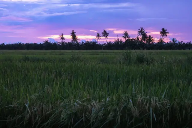 Sunset over the quiet paddies surrounding Kurau Inn Farmstay