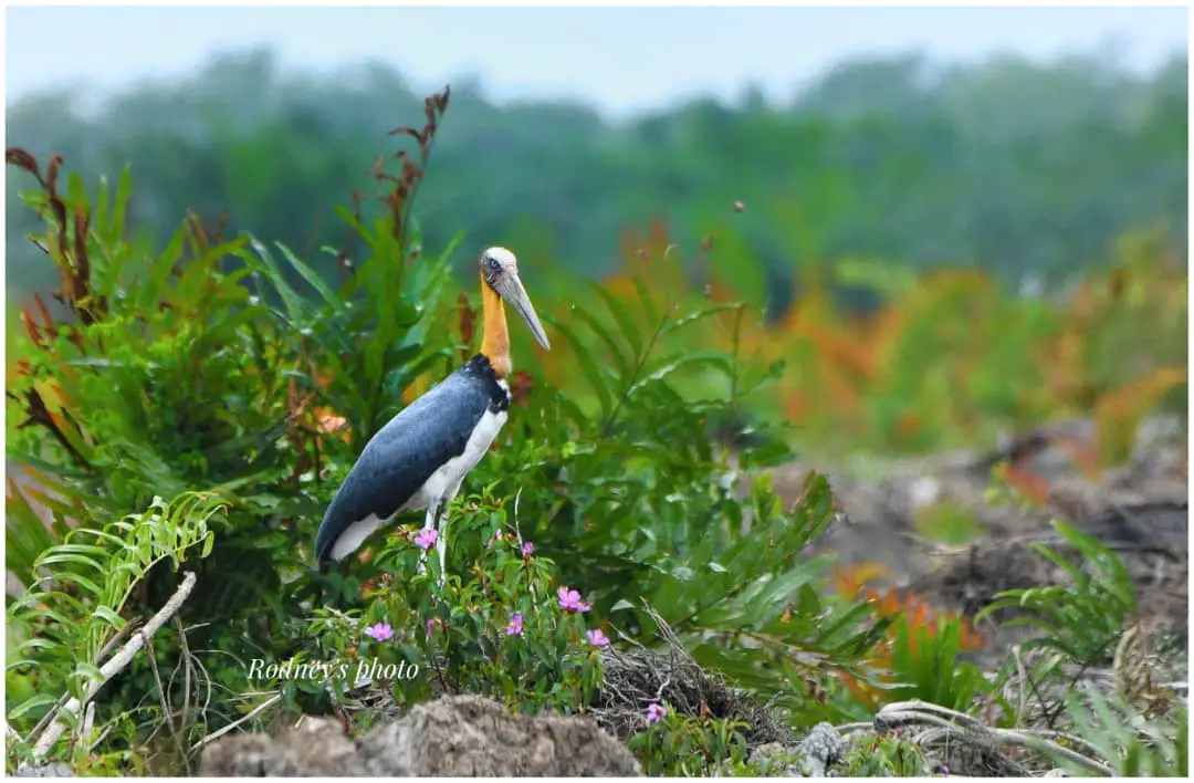 A Lesser Adjunter in Kuala Gula Bird Sanctuary