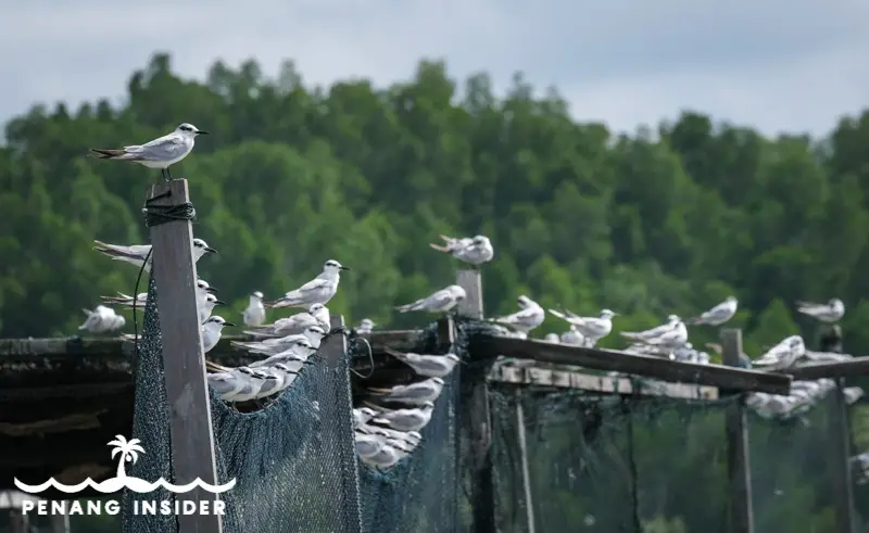 A flock of birds awaits on the nets of a fish farm in Kuala Gula 