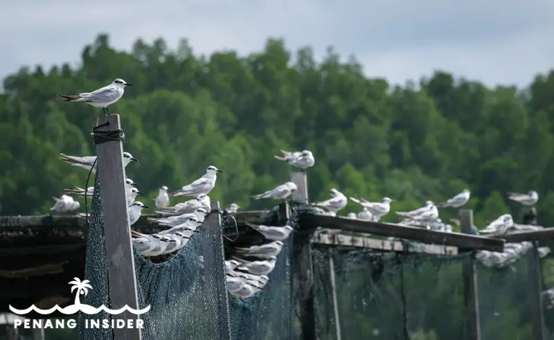 A flock of birds awaits on the nets of a fish farm in Kuala Gula