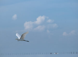 ird in flight at Kuala Gula Bird Sanctuary Perak Malaysia