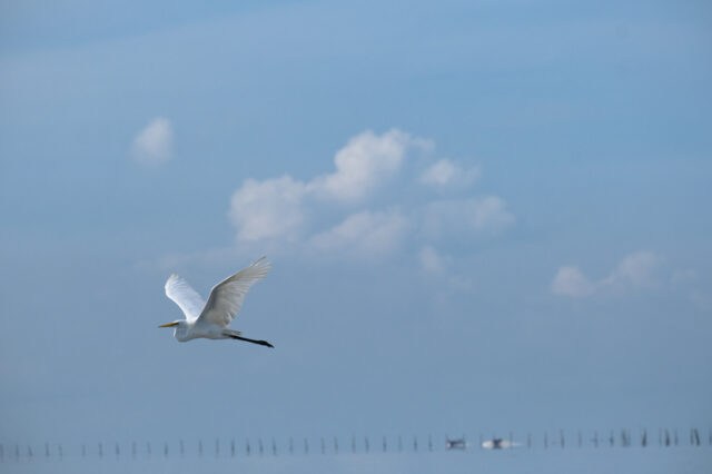 ird in flight at Kuala Gula Bird Sanctuary Perak Malaysia