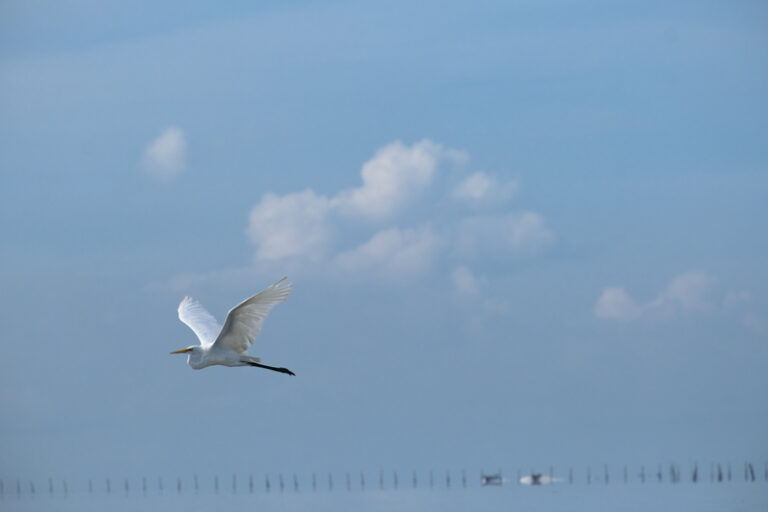 ird in flight at Kuala Gula Bird Sanctuary Perak Malaysia