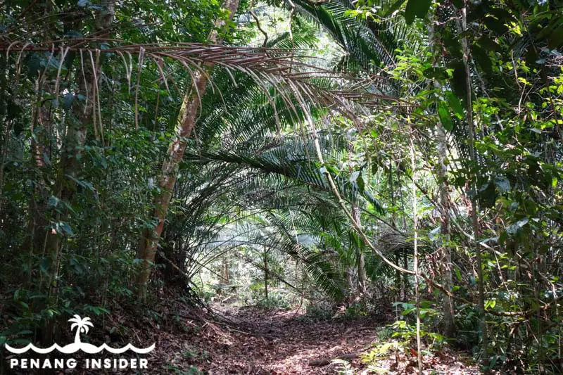 Bukit Panchor State Park in Penang bat cave