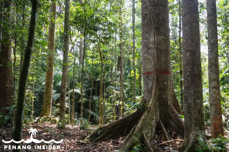 Big trees at Bukit Panchor state park Penang