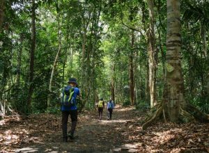 Bukit Panchor State Park Penang