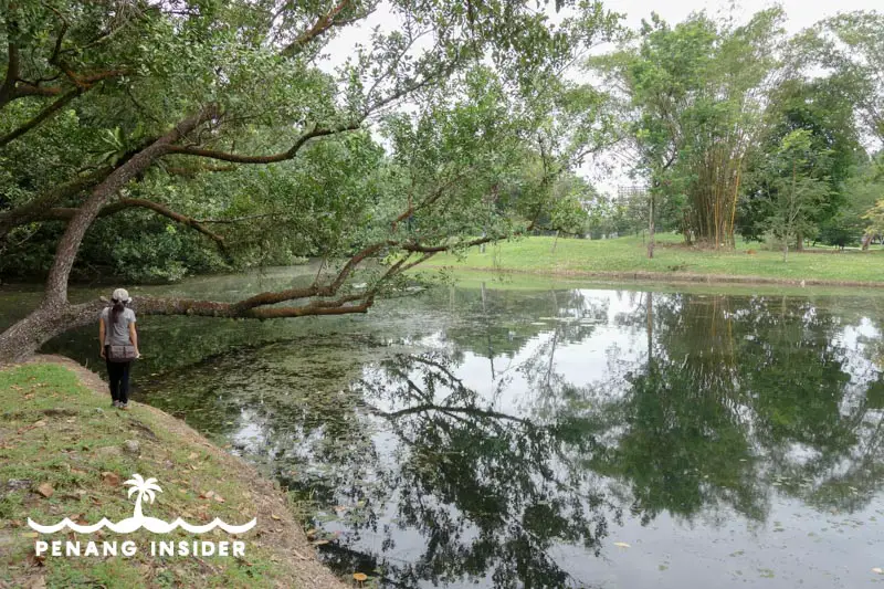 Taiping Lake Gardens 