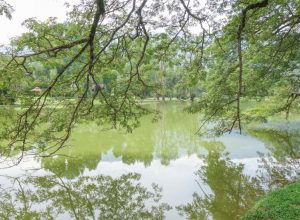 Taiping Lake Gardens West Lake raintrees