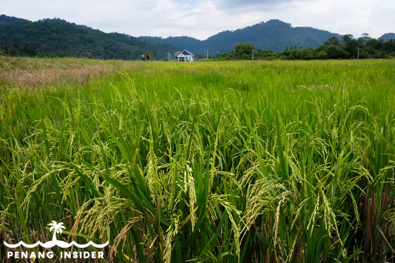 paddy fields in the center of Balik Pulau