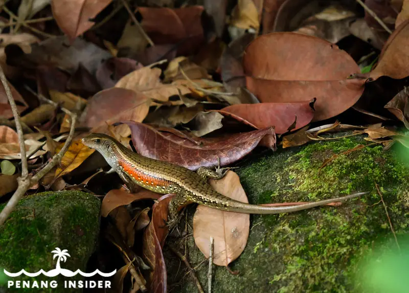 Monkey Beach Penang lizard
