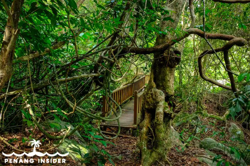 Monkey Beach Penang trail bridges