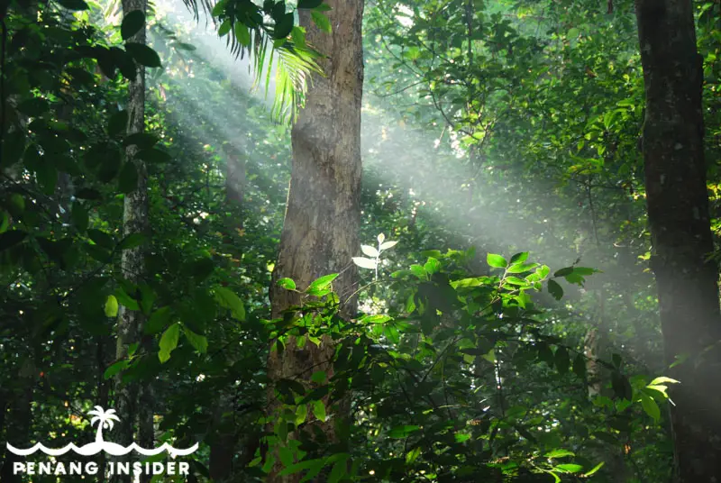 Light ray in the Penang Botanical Gardens