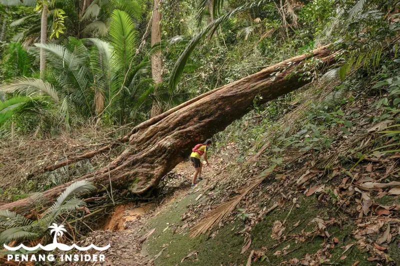 Moniot trail hike Penang Hill