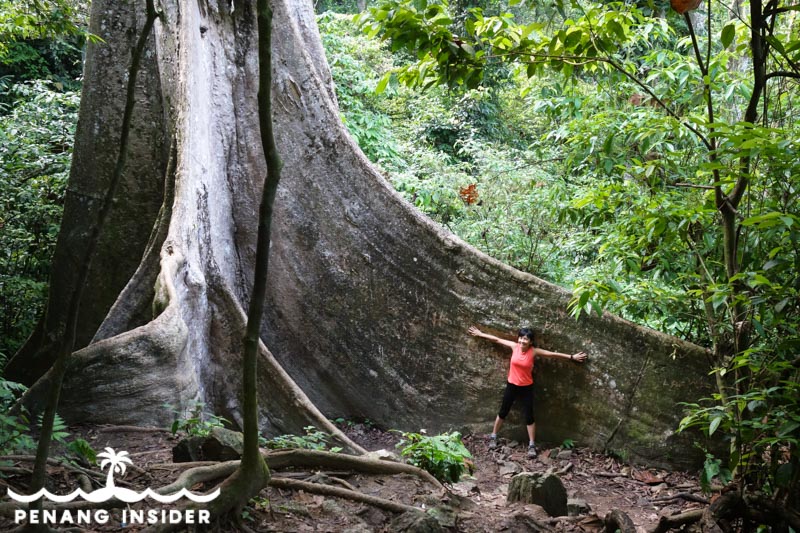 Cherok Tok Kun Bukit Mertajam Recreational Forest locals exercising