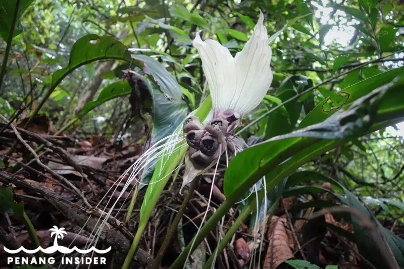 jungle flower cherok tokun bukit mertajam