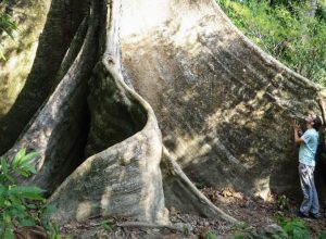 Cherok Tok Kun Bukit Mertajam Recreational Forest Big Tree