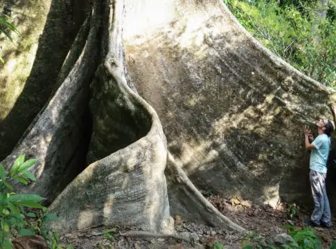 Cherok Tok Kun Bukit Mertajam Recreational Forest Big Tree