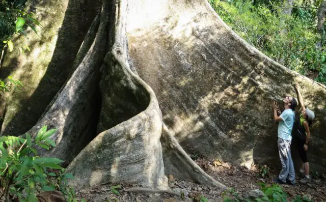 Cherok Tok Kun Bukit Mertajam Recreational Forest Big Tree