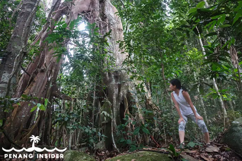 The giant split-root tree you'll find if you decide to tackle the Cherok Tok Kun summit using the jungle path from Station 2