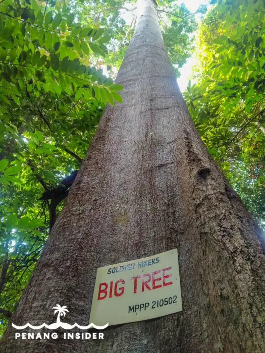 The Big Tree at Bukit Hijau hiking trail.
