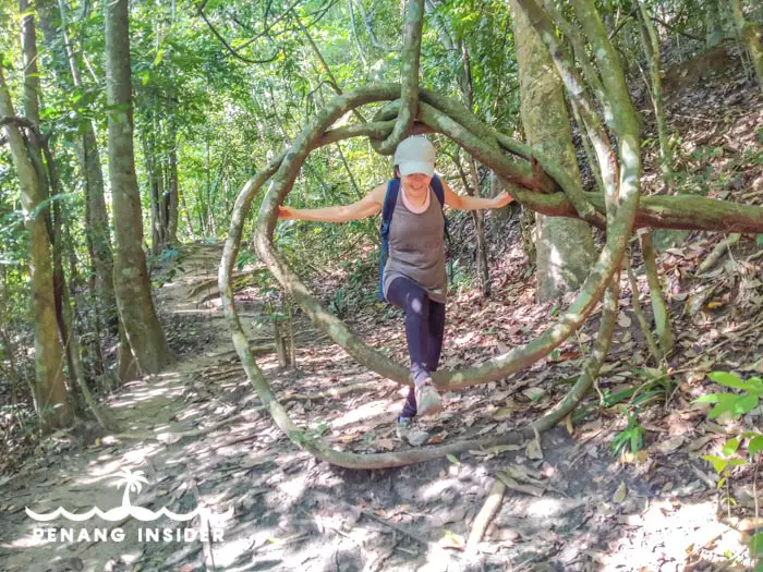 Crossing the curled root-tree at Bukit Hijau
