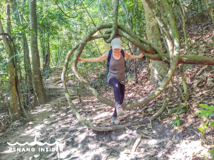 Crossing the curled root-tree at Bukit Hijau