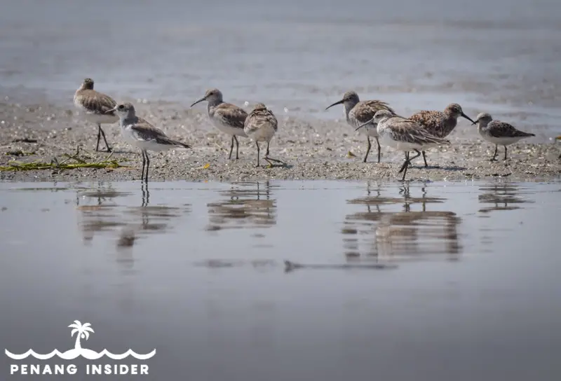 Teluk Air Tawar birdwatching Penang